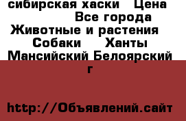 l: сибирская хаски › Цена ­ 10 000 - Все города Животные и растения » Собаки   . Ханты-Мансийский,Белоярский г.